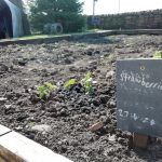 Some strawberry plants growing besides a strawberries sign.