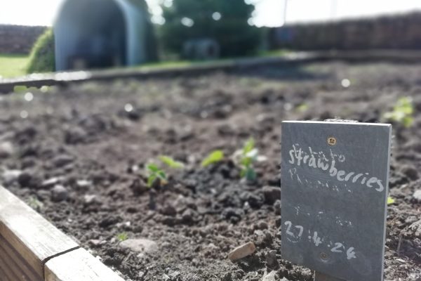 A strawberries sign in a flower bed with some strawberry plants growing behind it.