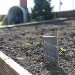 A sign in a vegetable bed which reads "strawberries."