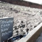 A sign in a vegetable bed, which reads "Potatoes".
