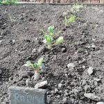 Radish plants growing in the museum's Dig For Victory Garden.,