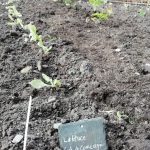 Lettuce growing in The Devil's Porridge Museum's Dig For Victory gardern.