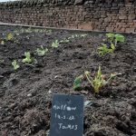 Rows of marrow plants growing in the museum's Dig For Victory garden.