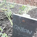 A sign reading onions with plants growing behind it in The Devil's Porridge Museum's Dig For Victory garden.
