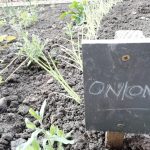 Onion plants growing in The Devil's Porridge Museum's Dig For Victory garden.
