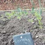 Carrots growing in the museum's Dig For Victory Gardern.