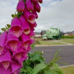 A foxglove with a WW1, fireless locomotive, Sir James in the background.