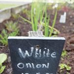White Onion growing in the museum's Dig For Victory garden.